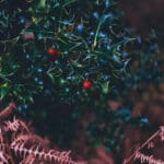 Dark green holly with small red berries above brown evergreen twigs