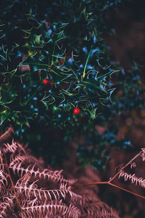 Dark green holly with small red berries above brown evergreen twigs