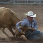 cowboy in blue shirt white hat wrestling steer at rodeo