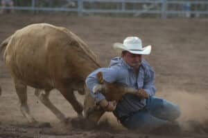 cowboy on knees in blue shirt white hat wrestling steer by neck at at rodeo