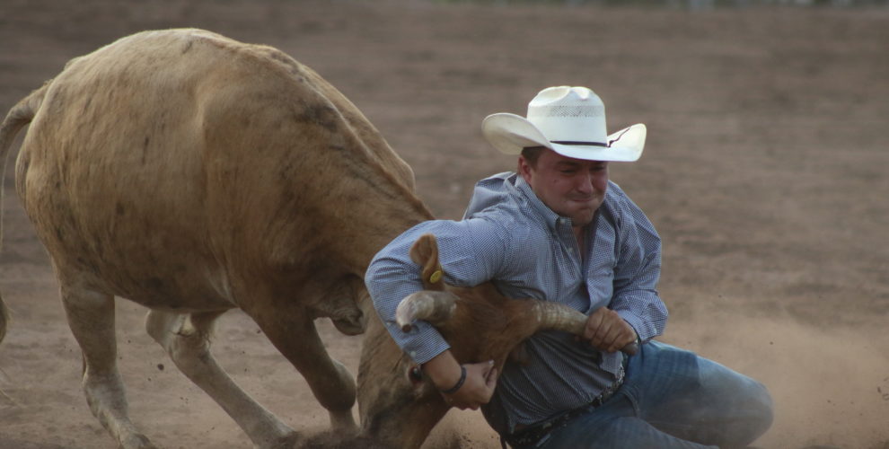 cowboy in blue shirt white hat wrestling steer at rodeo