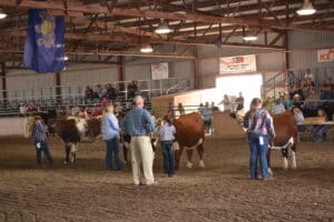 cattle and people standing on brown dirt floorinside of arena