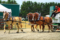 1 light brown and 2 dark brown horses hitched to white wagon with driver in red shirt in front of fence and evergreen trees