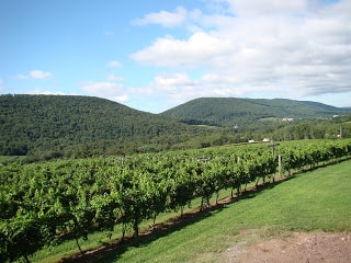 rows of green grape plants in vineyard with evergreen covered hills in background, blue sky with white cumulus clouds