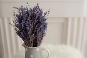 Lavender in Pitcher Photo by Eddie Garcia on UnSplash