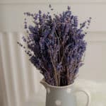 Lavender bouquet in light gray pitcher with white dots in front of white wall