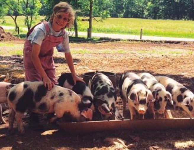 Black and white pigs at trough with young woman in brown overalls and white shirt