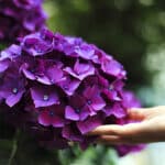 hand under purple hydrangea blossoms Photo by Gaetano Cessati on UnSplash