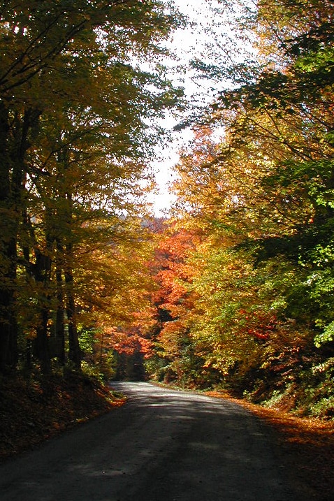 Winding dirt road bordered by tall trees with autumn foliage against gray sky