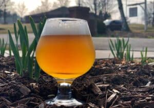 glass of pilsner with white foam surrounded by garden mulch and emerging daffodils