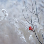 closeup of red cardinal perched on bare tree branches surrounded by snow
