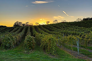 Vineyard with rows of green vines stretching back to horizon against yellow sunset, blue sky