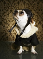 small dog in glasses and hat looking to the left with spotlight on him