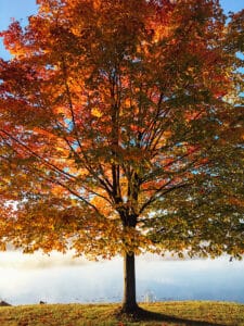 autumn tree with dark brown trunk and branches, reddish orange leaves against light blue sky