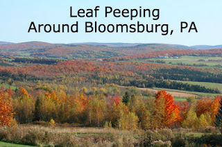 landscape of gentle hills with mixture of evergreens and orange and red leafed trees below blue sky Text: leaf peeping around Bloomsburg PA