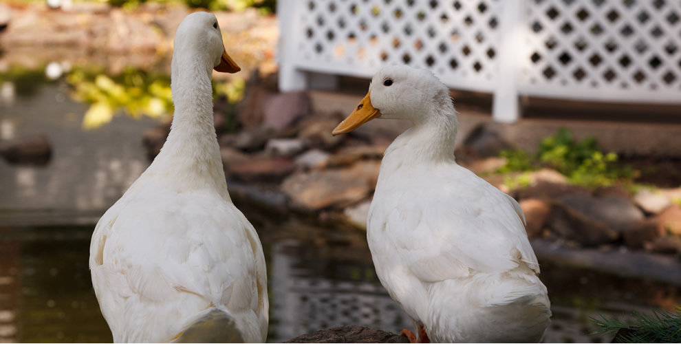 close up of back of two ducks side by side on edge of pond