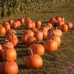 About 40 orange pumpkins lying in green field with lower portions of corn stalks in backgound