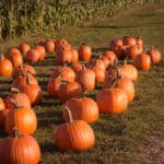 About 40 orange pumpkins lying in green field with lower portions of corn stalks in backgound