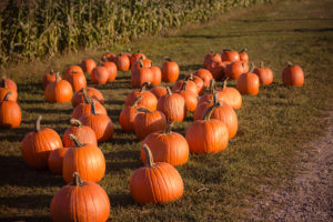 About 40 orange pumpkins lying in green field with lower portions of corn stalks in backgound