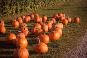 Pumpkin patch by Bonnie Kittle https://unsplash.com/@bonniekdesign