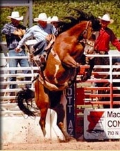 rider on horse hanging on as horse bucks in the dirt