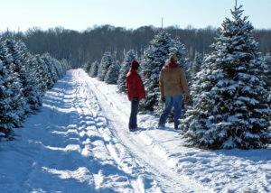 two people in jeans and 1 brown 1 red jacket looking at trees in rows at Christmas Tree Farm with snow covered tracks in middle