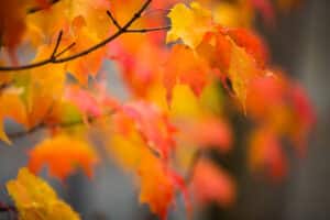 orange and gold fall leaves hanging on branches with most leaves softly blurred out of focus