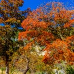 autumn foliage - green & red tree to left, red tree to right against clear blue sky