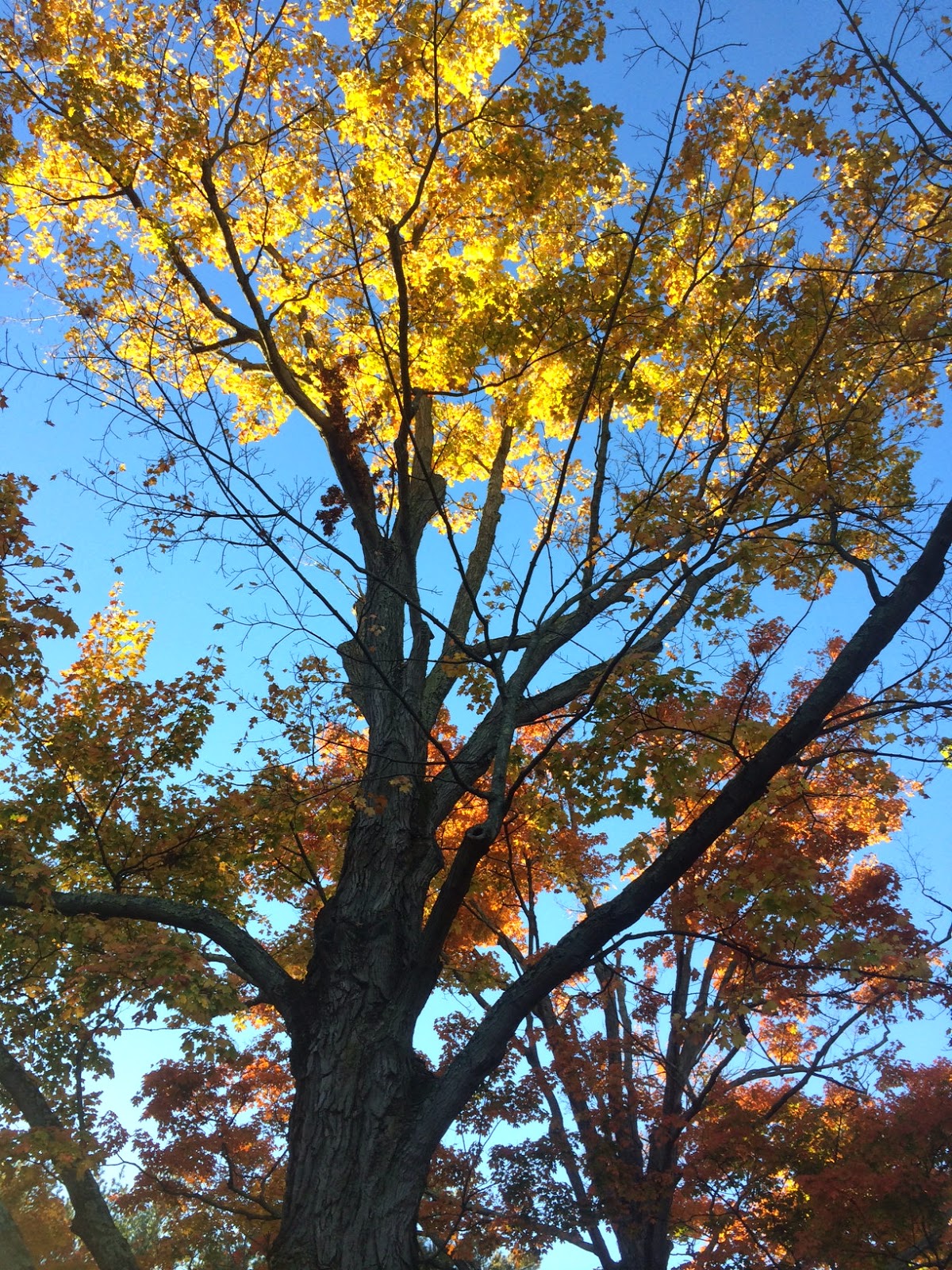 upward view of fall tree of changing yellow and orange leaves with the sun gleaming through