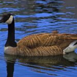 Goose with black and white head and neck swimming on bluewater