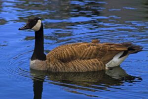 Goose swimming on water