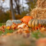 gourds and orange pumpkin on ground beside brown hay bales