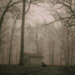 ghostly bare black trees in fog at night with road leading to dark house