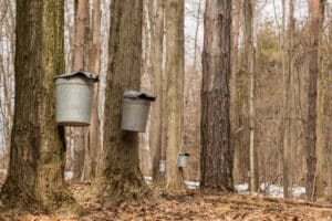 two sap buckets hanging on brown trunks of two maple trees in sugarbush