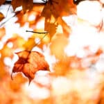 Closeup of orange fall leaves on tree with blurred leaves in background against pale sky