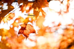 Photo of fall leaves by Matt Lewis on Unsplash https://unsplash.com/@mattylew