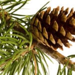 closeup of brown pine cone on branch of pine tree