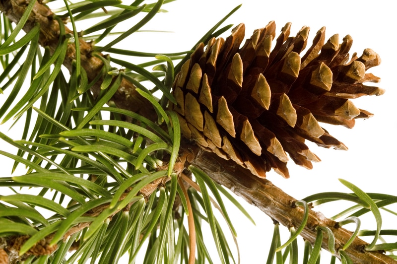 closeup of brown pine cone on branch of pine tree