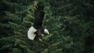 bald eagle in flight above dense green forest
