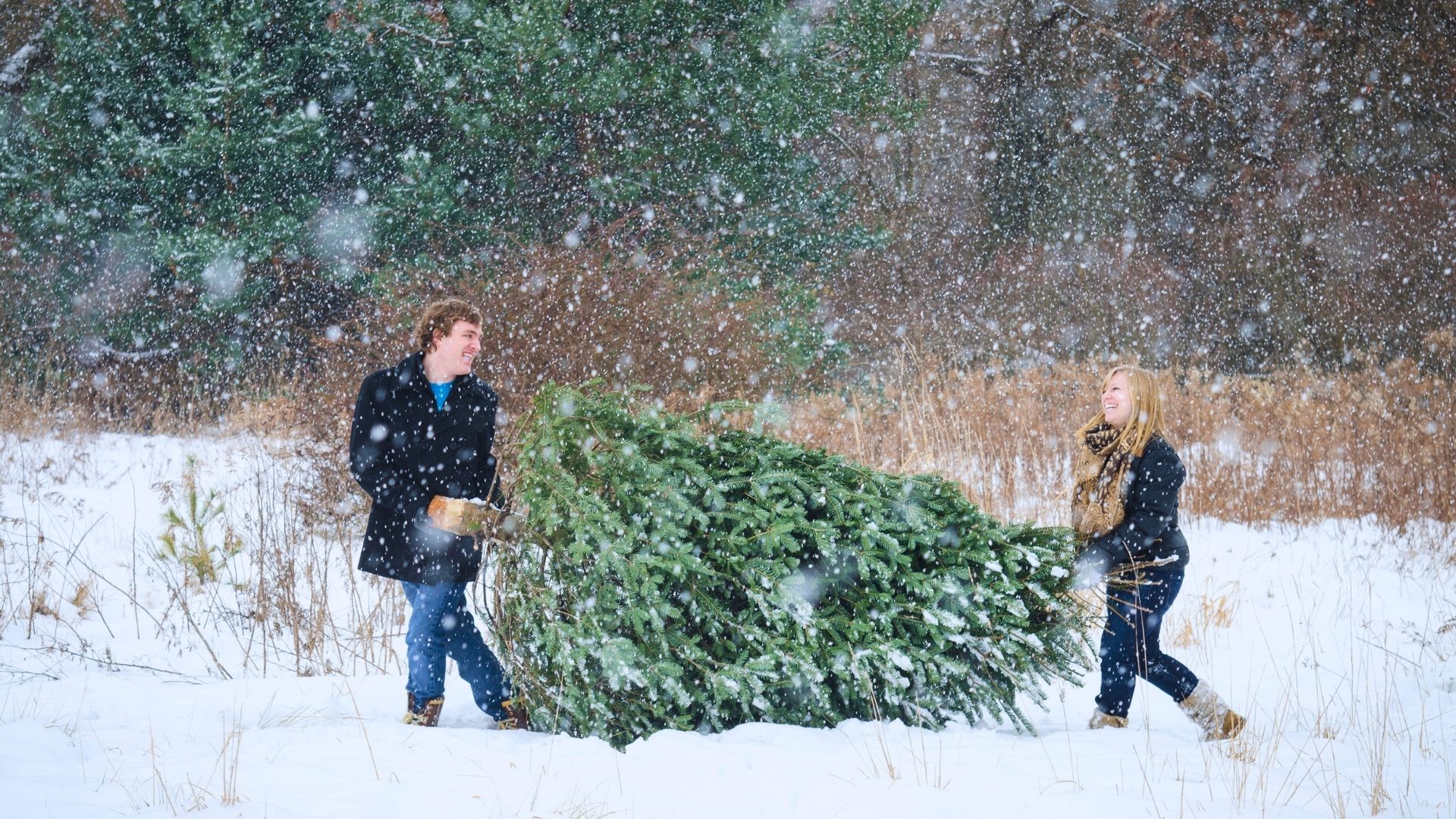 a couple hauling a cut fir tree in the snow