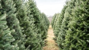 fir trees lined up at a christmas tree farm