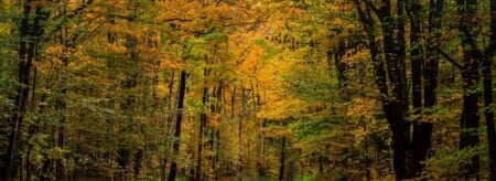 winding road through forest with vibrant fall foliage in shades of yellow, orange, and green