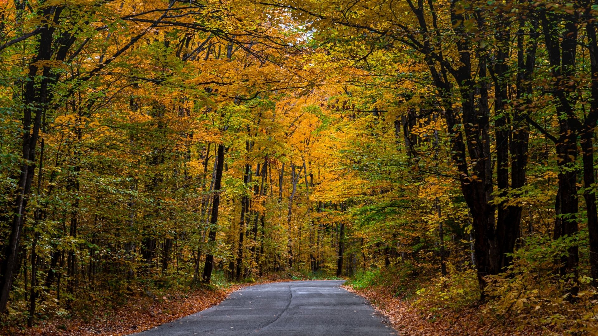 winding road through forest with vibrant fall foliage in shades of yellow, orange, and green
