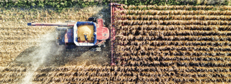 aerial view of a combine harvester collecting corn in neat rows across a large agricultural field