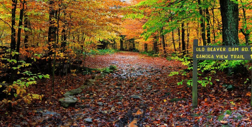 Trail in fall at Ricketts Glenn State Park