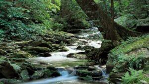 stream flowing over mossy rocks in the ricketts glen state park