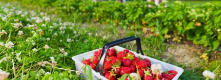 a basket of strawberries in a field with people picking them in the background.