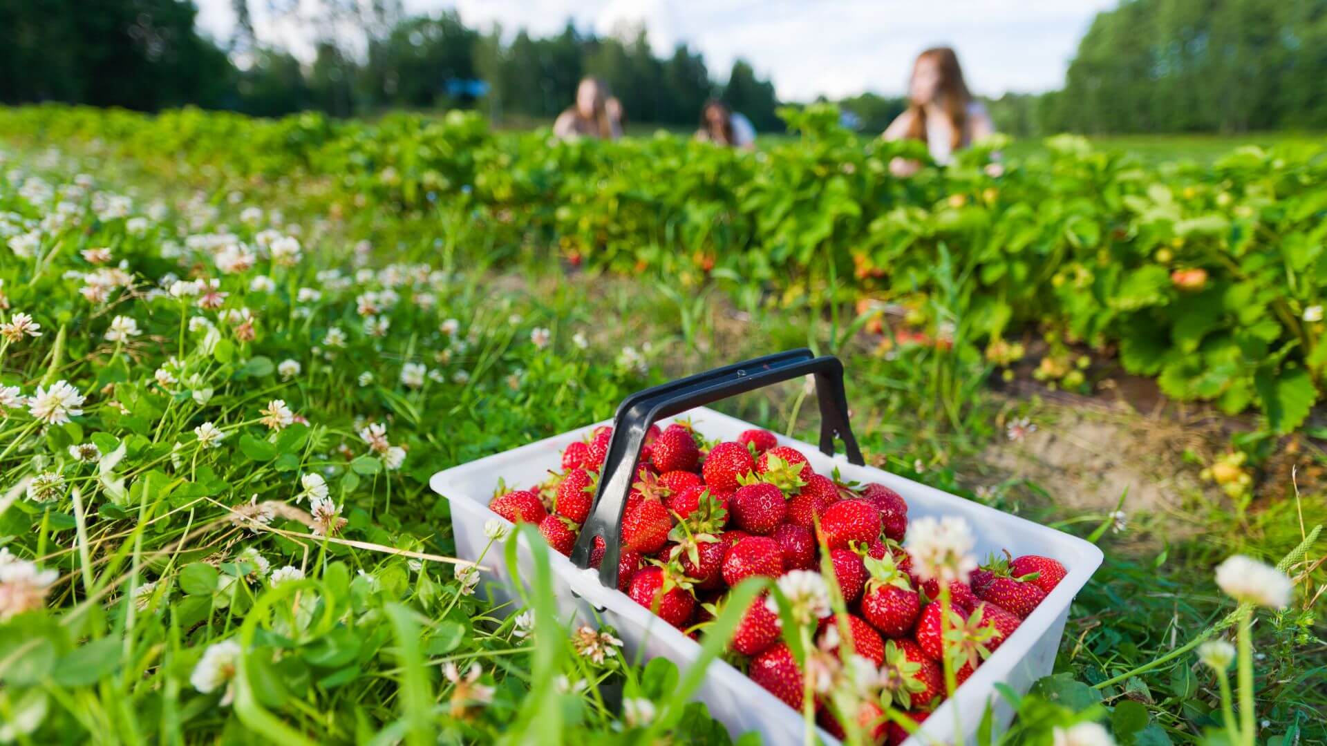 a basket of strawberries in a field with people picking them in the background.