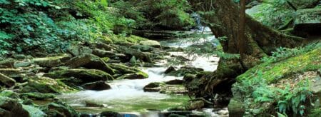 flowing stream and mini waterfall at Ricketts Glen State Park