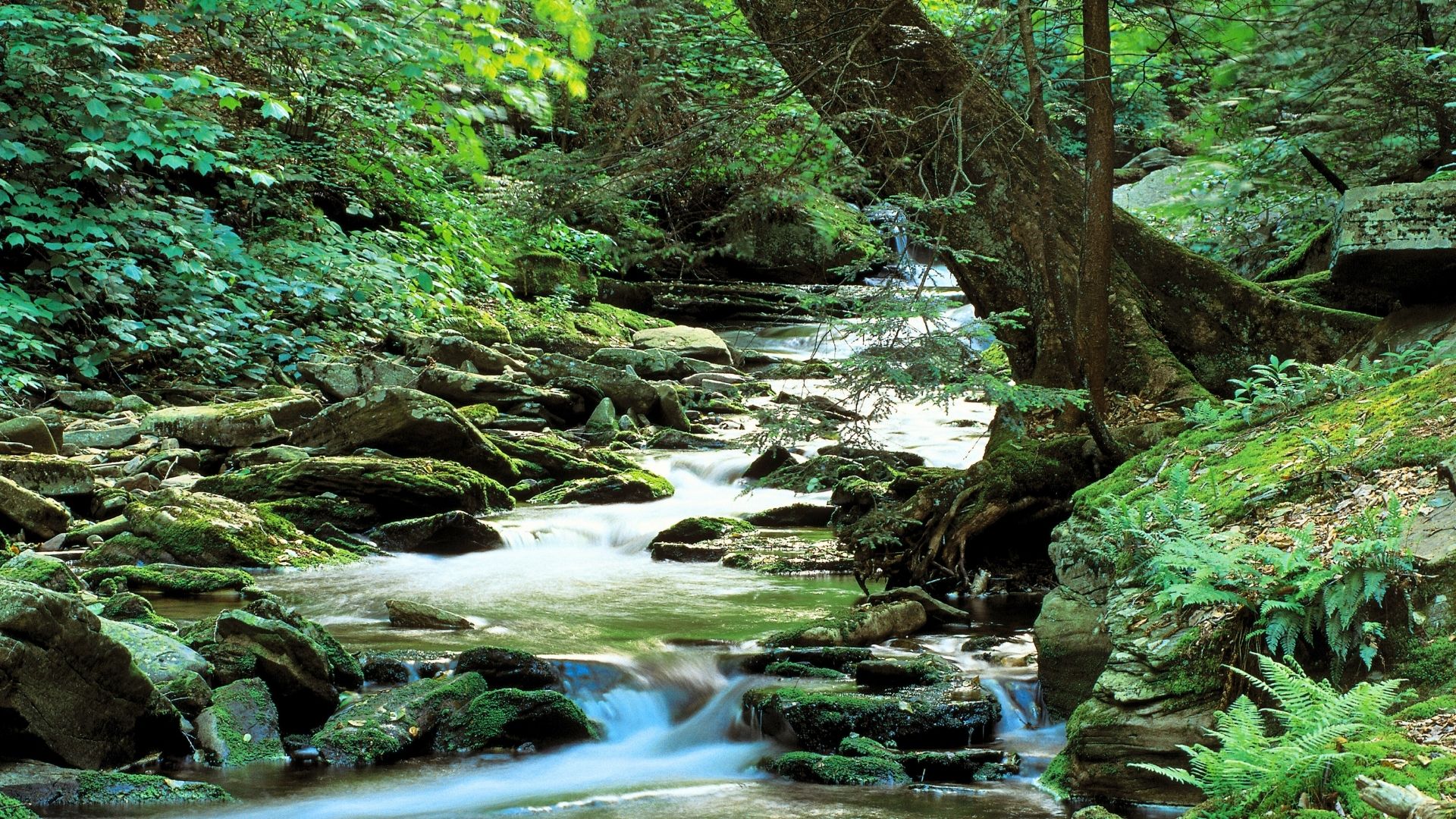 flowing stream and mini waterfall at Ricketts Glen State Park